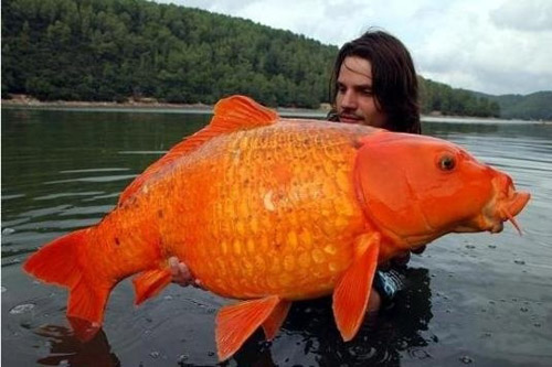 A famous carp fisherman is holding a giant goldfish